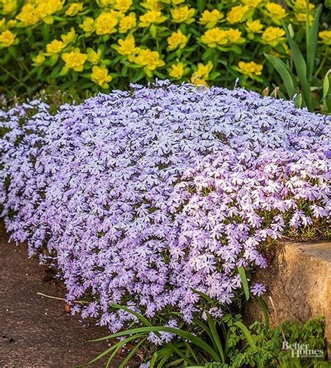 Drought Tolerant Groundcovers That Look Gorgeous Without Much Water