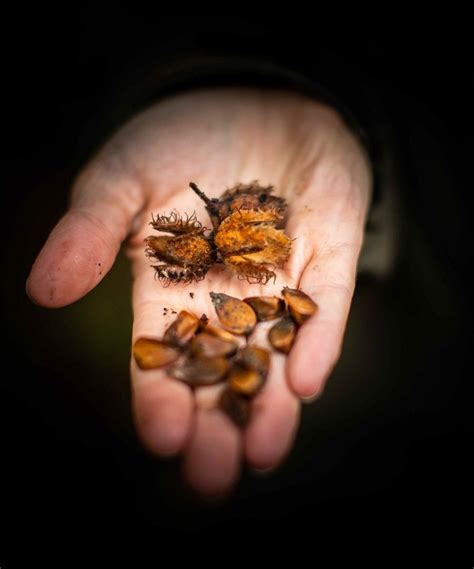 Journée de découverte des plantes sauvages Comestibles et médicinales