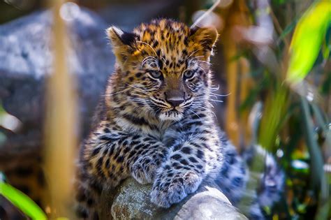 Bilder Leoparden Gro E Katze Babys Tiere