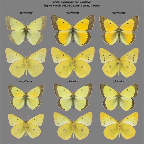 Colias Eurytheme And Philodice East Coulee Alberta Flickr