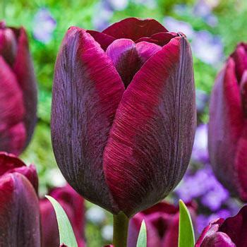 Ronaldo Tulip Brecks Premium Bulbs