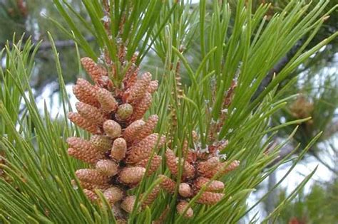 Pinus Radiata Pino Originario Suroeste De Estados Unidos