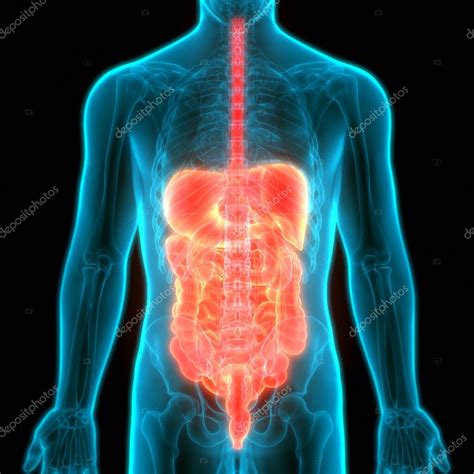Anatomía Del Intestino Grueso Del Sistema Digestivo Humano — Foto De