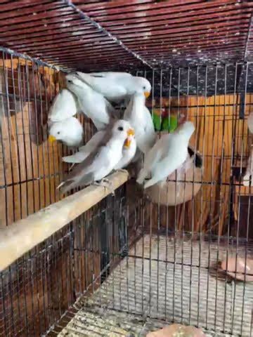 Lovebirds Parrots Talking Viral Birds Shorts Greenparrot Lovebird