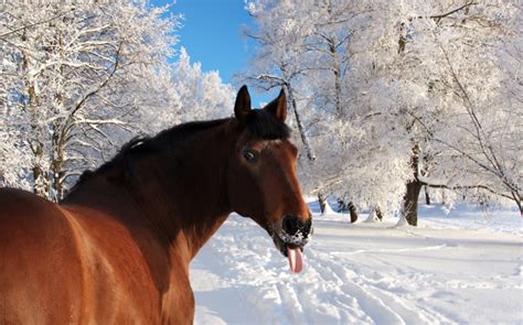 3 Strange But True Winter Horse Facts | HORSE NATION