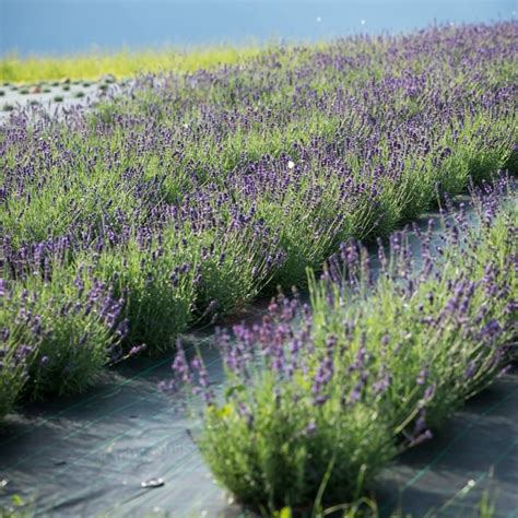 Lawenda W Skolistna Hidcote Blue Strain Lavandula Angustifolia Rosa Wik