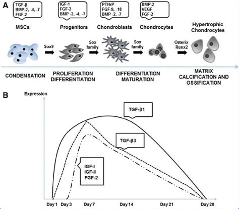 A Chondrogenic Differentiation Of Mscs Which Involves Three Main