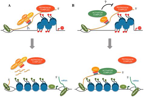 Ijms Free Full Text Microrna In Control Of Gene Expression An