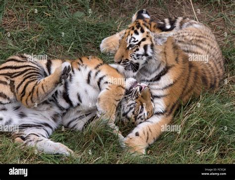 Baby Tigers Fighting