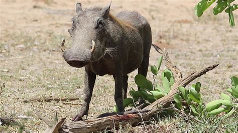 Warthog Mother Eats Her Own Baby YouTube