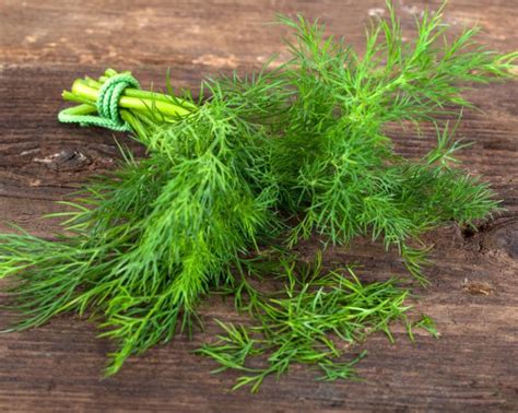 Dried Dill Vs Fresh Dill & Best Dill Substitutes