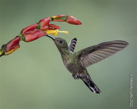 White Necked Jacobin Florisuga Mellivora Female Costa Ric Melody