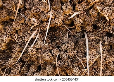 Yellow Thatching Grass Images Stock Photos Vectors Shutterstock