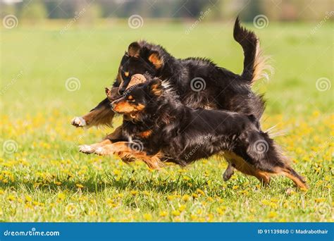 Two Australian Shepherd Dogs Running On The Meadow Stock Photo Image