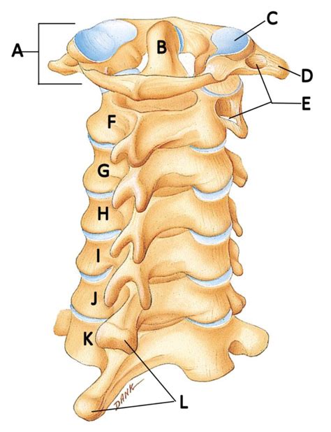 Cervical Spine Diagram Quizlet