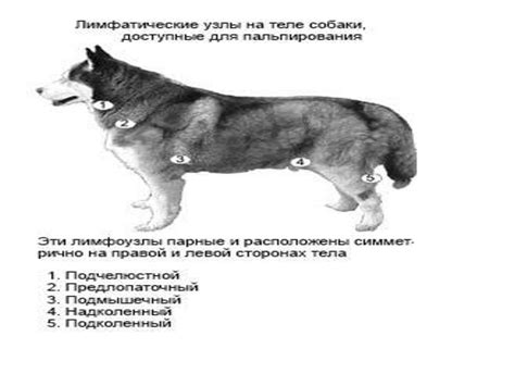 Физиология собаки - презентация онлайн