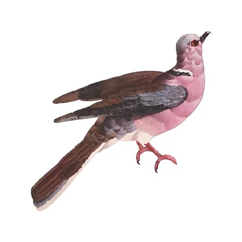 Premium Vector Pigeon Watercolor Vector Illustration