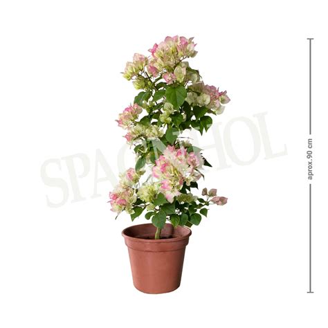 Primavera Mesclada Pt Spagnhol Plantas Ornamentais Loja Virtual