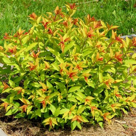 Goldflame Spirea Spiraea X Bumalda Goldflame Vibrant Foliage And