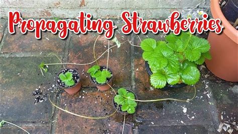 Propagating Strawberries From Runners Youtube