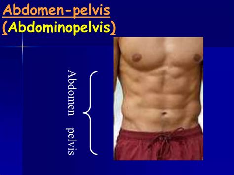 Anatomy 210 Abdomen And Pelvis For Semester Ii Year 2012 2013 Ppt