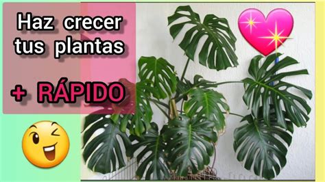 COMO hacer crecer las plantas rápido TIPS CONSEJOS y TRUCOS YouTube