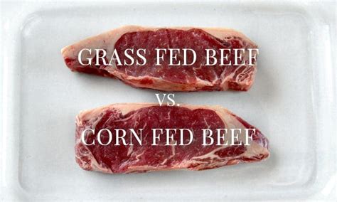 Grass Fed Beef Vs Corn Fed Beef Nebraska Star Beef