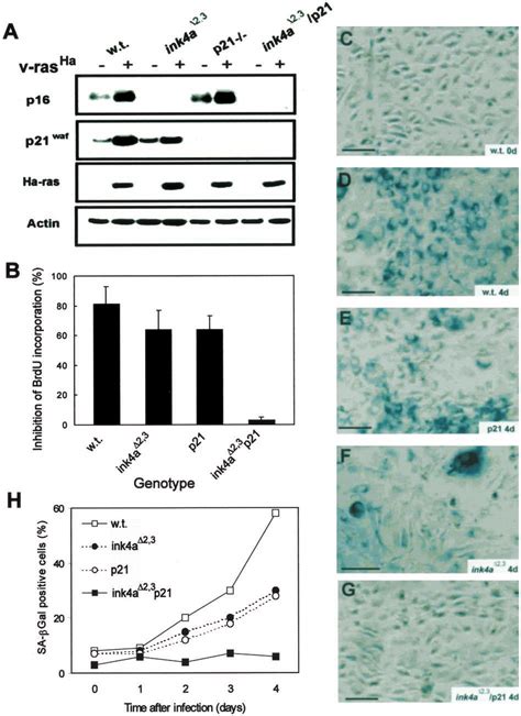 Ha Ras Expression Induces P16 P21 And Premature Senescence In Primary