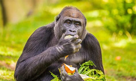 Gorilla Poop: Everything You’ve Ever Wanted to Know