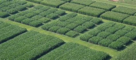 Research In Wkus Department Of Agriculture Western Kentucky University