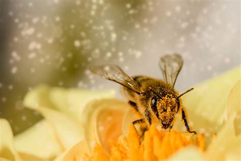 How Do Bees Get Pollen Out Of Flowers At Hazel Crosby Blog