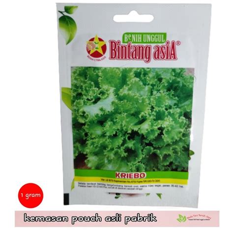 Jual Benih Selada Hijau Kriebo Bintang Asia Lettuce Green Salad Bibit