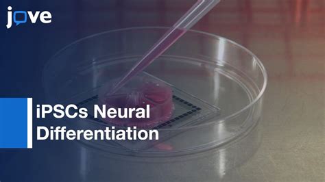 IPSCs Neural Differentiation For Measuring Network Activity Protocol