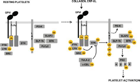 Schematic Of The Ubiquitylation Of Glycoprotein Gp Vi Signalling