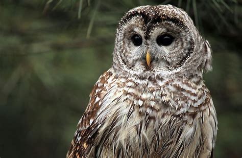 The 8 Owl Types Of Virginia And Where To Find Them