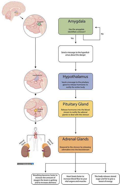 How Stress Affects Us · Frontiers For Young Minds