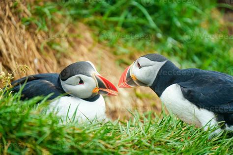 Atlantic puffin living on cliff of Atlantic Ocean during breeding