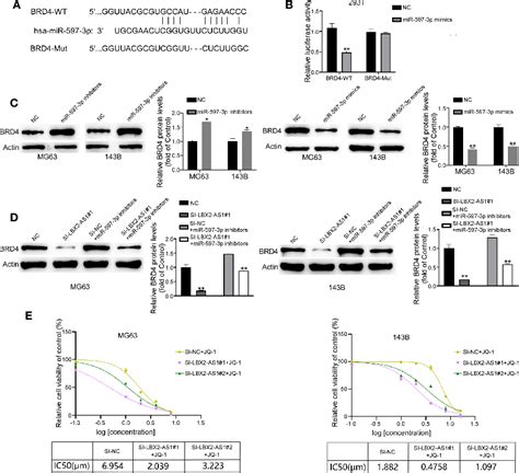 Figure From Lncrna Lbx As Impacts Osteosarcoma Sensitivity To Jq