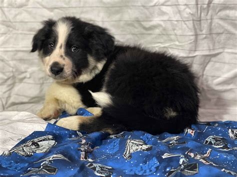 Border Collie Puppies For Sale In Michigan