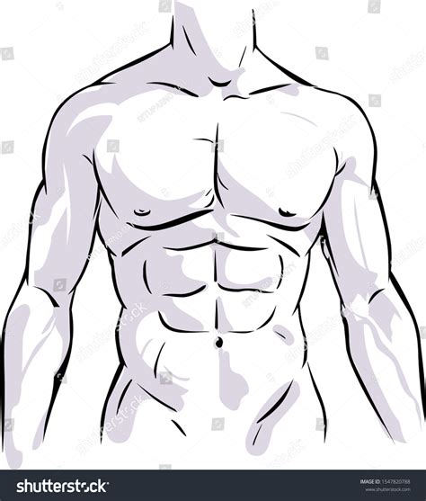 Male Torso Drawing