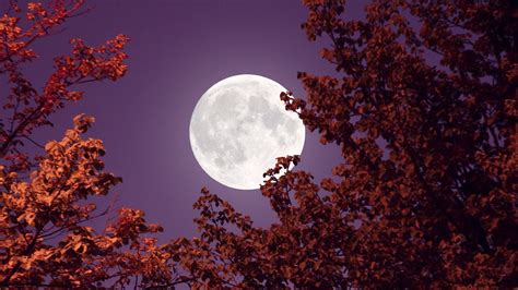 Luna Del Castor Cu Ndo Ver La Luna Llena En Noviembre De