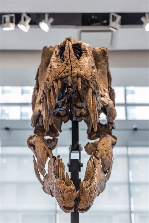 One Of The Most Complete T Rex Skulls Ever Found May Fetch Million