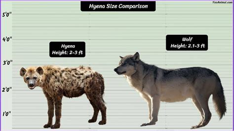 Hyena Size Explained How Big Are They Compared To Others