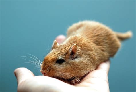 Which Small Rodents Make Good Pets? - Pet Mice Blog.co.uk