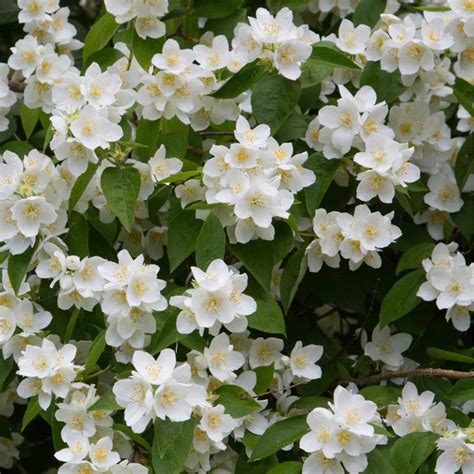 Iasomie Philadelphus Coronarius