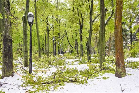 Heavy Snow In Moldova View Of Central Park Stock Image Image Of