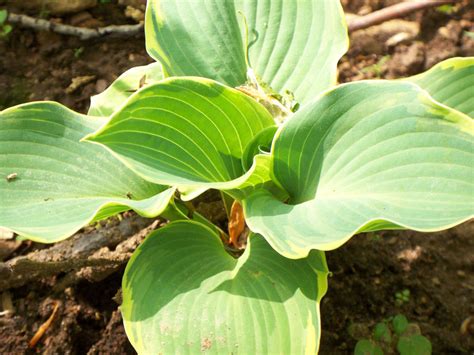Hosta 'Wolverine' - Pépinière Cramer Inc.