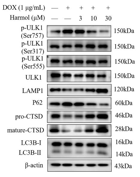 医药前沿│nature子刊：harmol 通过调节自噬 溶酶体途径促进 α 突触核蛋白降解并改善帕金森模型中的运动障碍医药新闻 Bydrug