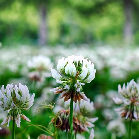 Clover Flowers Plant 2780x2780