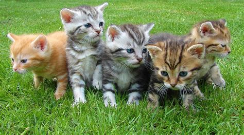 We Are Cute Grass Five Kittens Hd Wallpaper Pxfuel